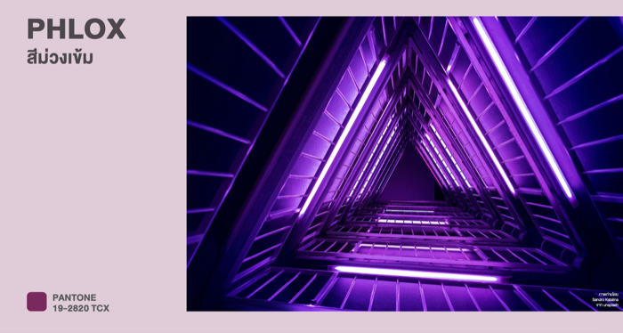 Color Trends 2023-Phlox