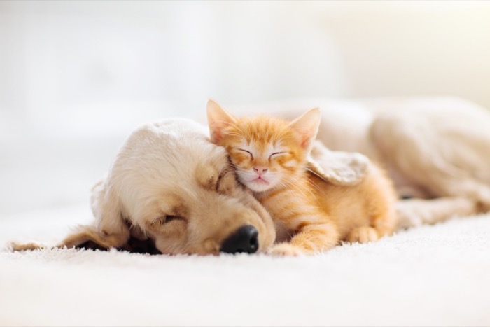 Petsumer