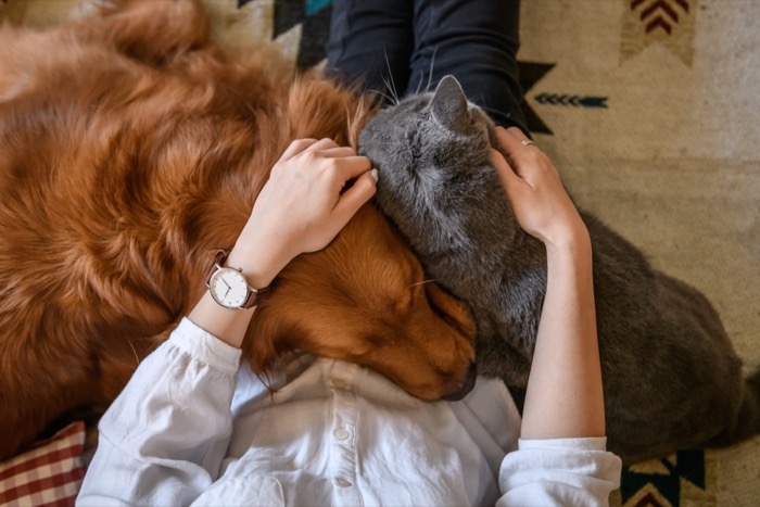 Petsumer Marketing