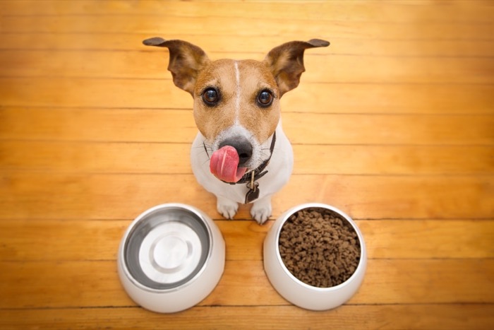 Petsumer Marketing