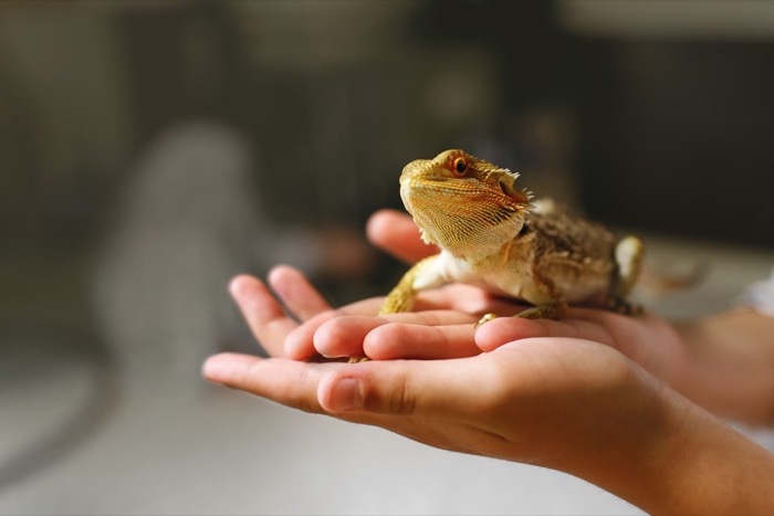 Petsumer Marketing