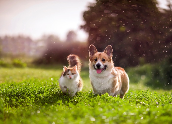 Pet Humenization-Petconomy
