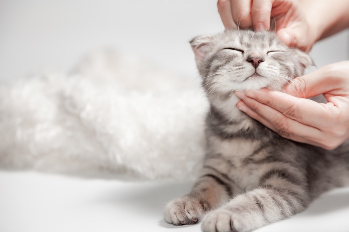 Pet Humenization-Petconomy
