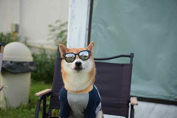 Dog’s Dream: ตอบโจทย์เทรนด์คนรักสัตว์เลี้ยง กับคอมมูนิตี้สนามสีเขียวที่ใหญ่ที่สุดในกรุงเทพฯ