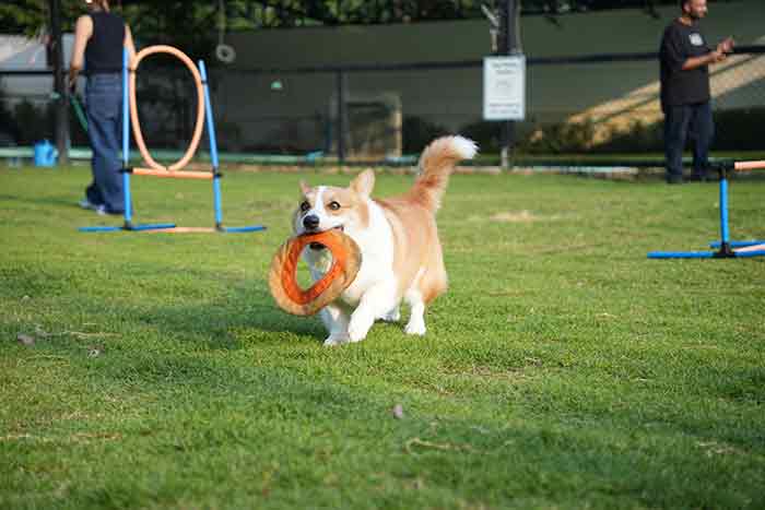 Dog’s Dream: ตอบโจทย์เทรนด์คนรักสัตว์เลี้ยง กับคอมมูนิตี้สนามสีเขียวที่ใหญ่ที่สุดในกรุงเทพฯ