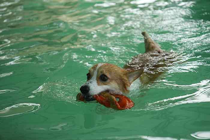Dog’s Dream: ตอบโจทย์เทรนด์คนรักสัตว์เลี้ยง กับคอมมูนิตี้สนามสีเขียวที่ใหญ่ที่สุดในกรุงเทพฯ