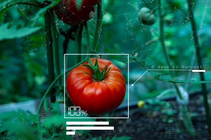 Food-Trends
