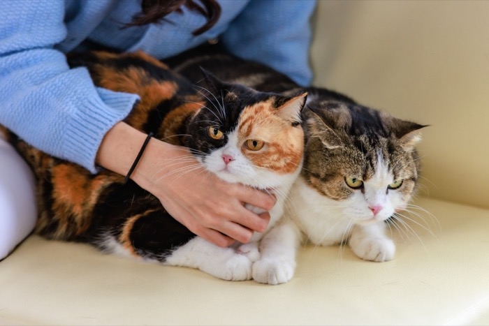 Pet Parent