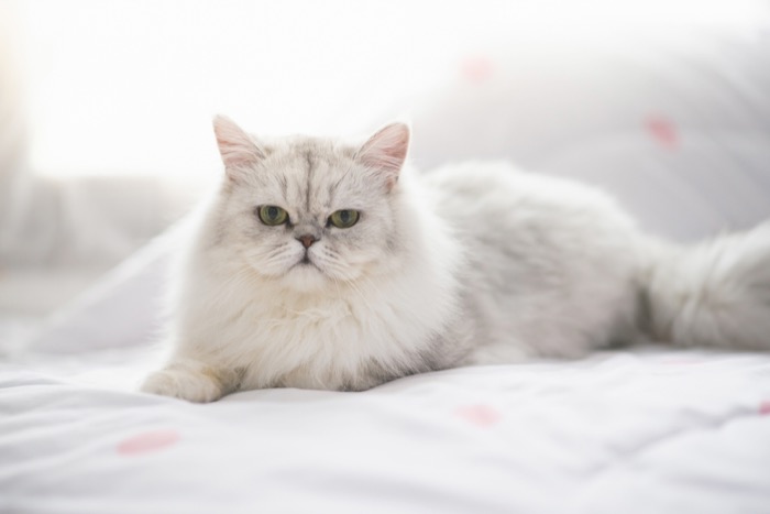 Cat Economy