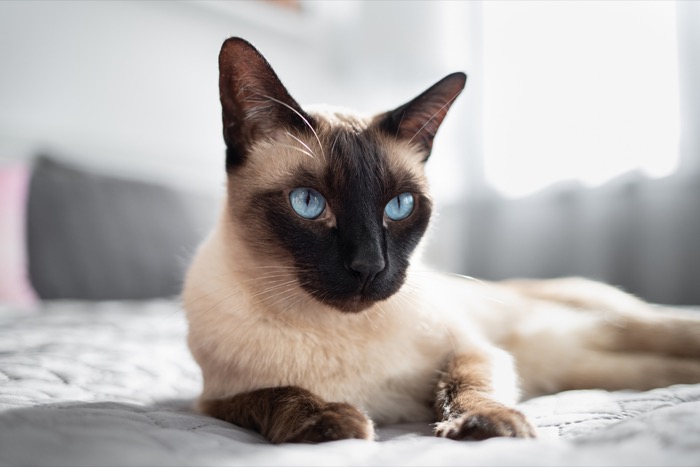 Cat Economy