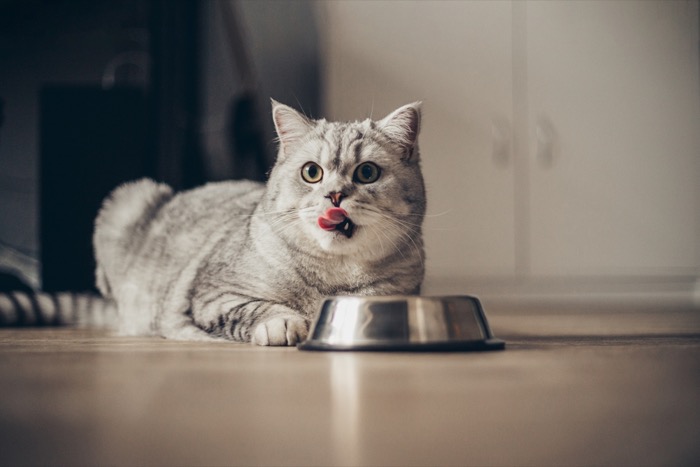 Cat Economy