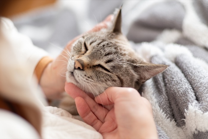 Cat Economy