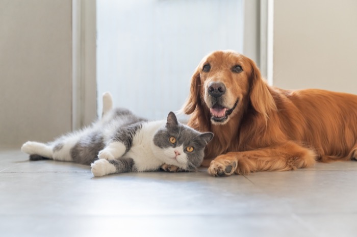 Pets